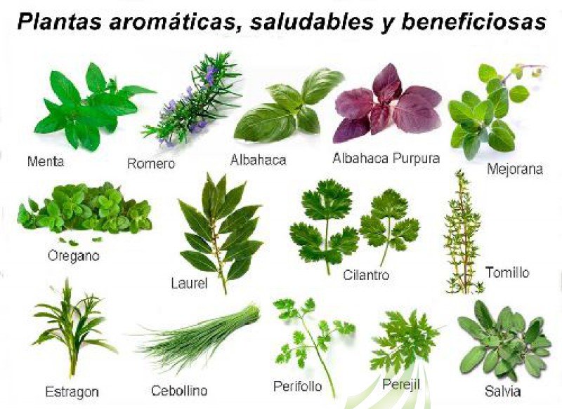 Plantas aromáticas Imagen